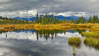 Cottonwood - Parc National de Jasper Canada 2023